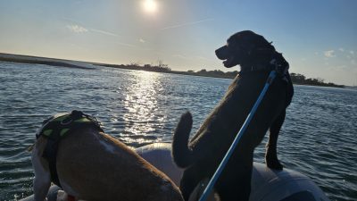 Dogs on an dinghy in Beaufort